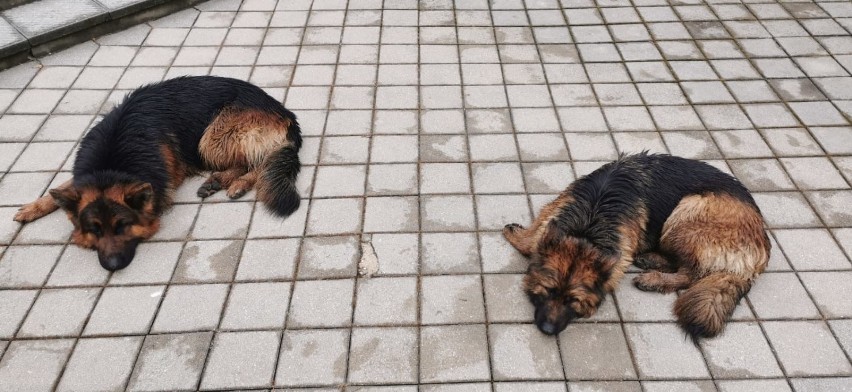 Dwa owczarki uciekły właścicielom i... czekały przed komendą policji w Kielcach [WIDEO, ZDJĘCIA]
