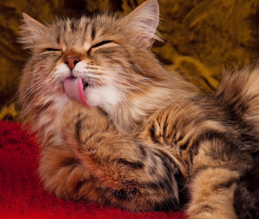 Kot syberyjski to jedna z ras najmniej uczulających kocich...