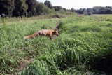 Szczepienie lisów na Mazowszu. Samoloty będą zrzucać szczepionki przeciw wściekliźnie. Jest alert RCB