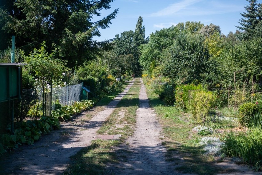 Rodzinne Ogródki Działkowe w czasie pandemii stały się...