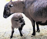 Młoda owieczka kameruńska w poznańskim ZOO [WIDEO]