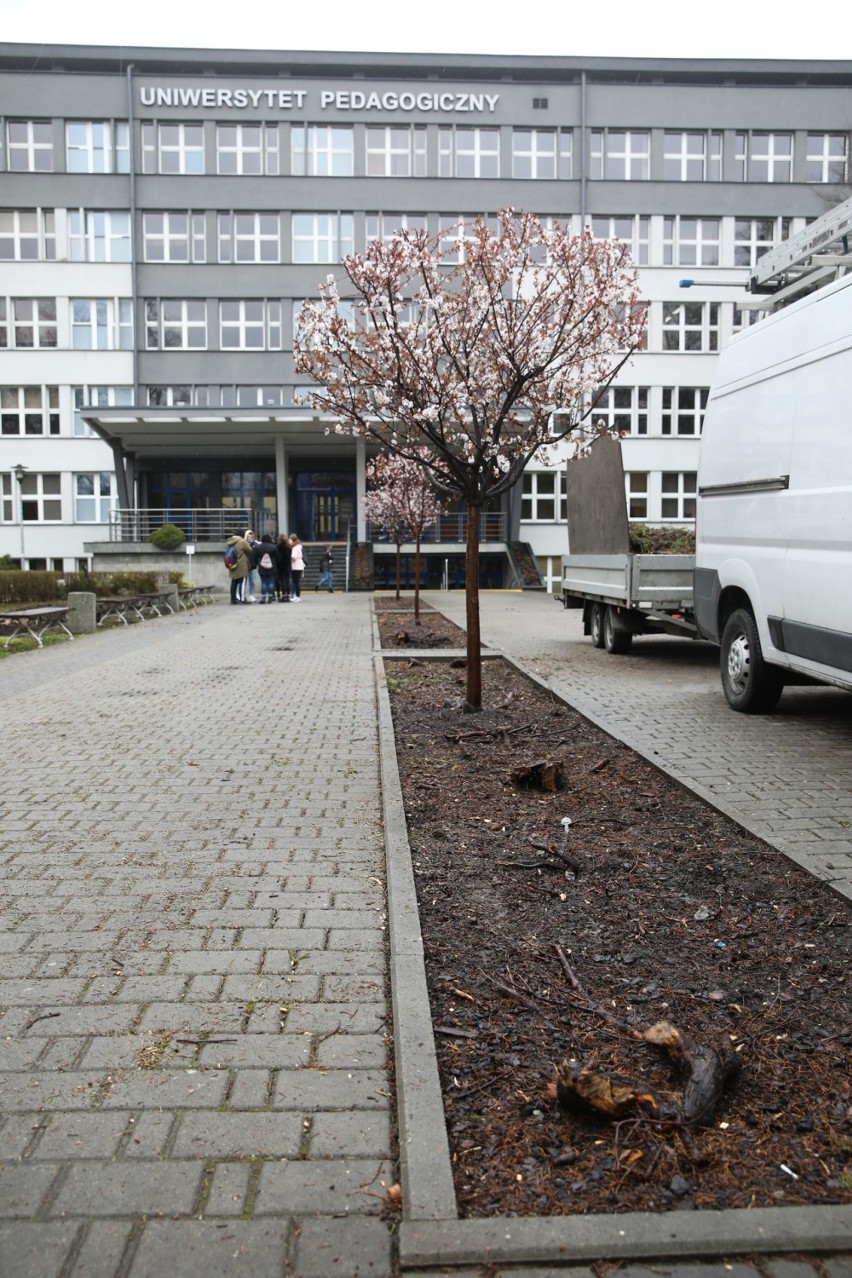 Kraków. Wycinka drzew przed Uniwersytetem Pedagogicznym. Mieszkańcy oburzeni, uczelnia się tłumaczy
