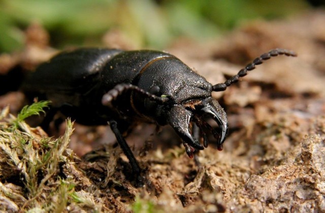 Kłopotek czarny (Spondylis buprestoides)