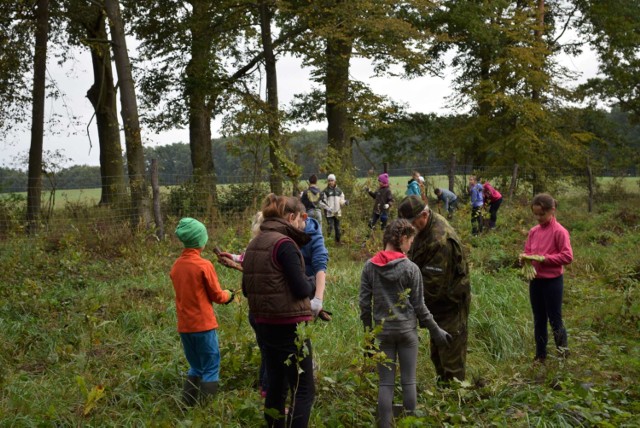 Uczniowie sadzili las w Lutomku. Otrzymali zaproszenie od Nadleśnictwa Sieraków