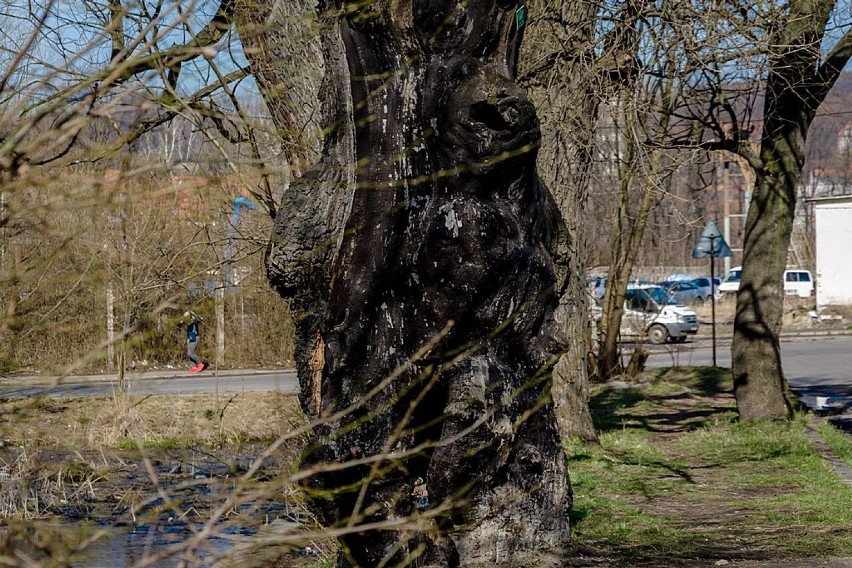 Usycha dąb Chwalibóg, jedno z najstarszych drzew w Wałbrzychu (ZDJĘCIA)