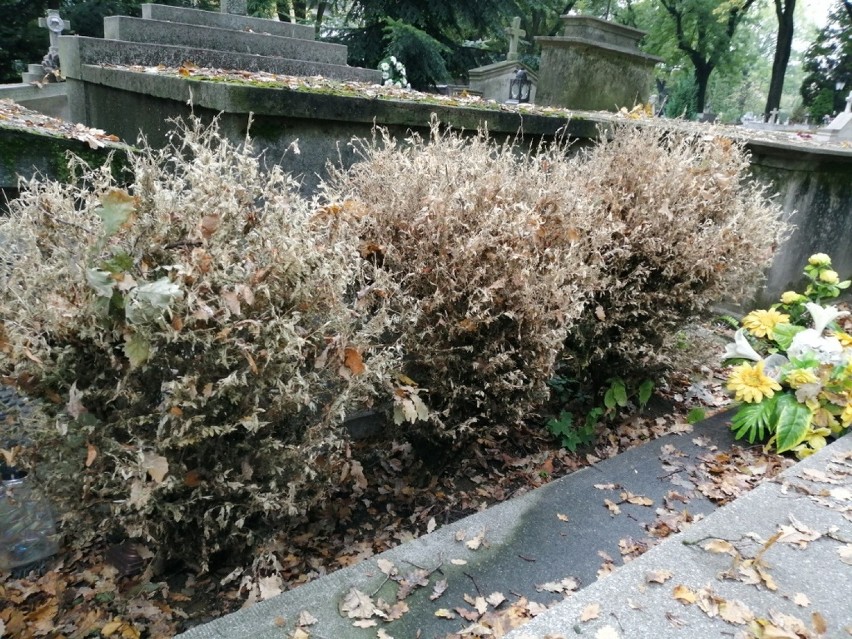 Ćma bukszpanowa sieje spustoszenie w Tarnowie. Z bukszpanów zostały suche kikuty [ZDJĘCIA] 6.10.