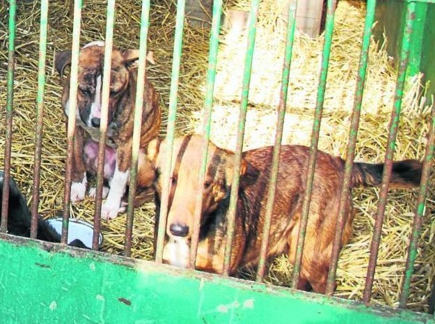 Bezpańskie psy kolejną zimę spędzą w blaszanych kojcach w punkcie zatrzymań działającym w parku 1000-lecia