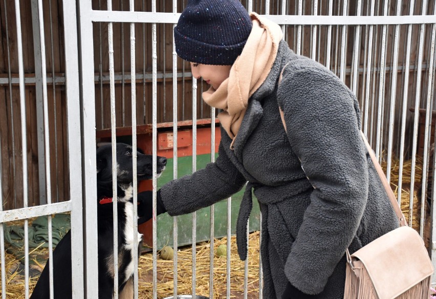 Wolsztyn: Trwa noworoczna zbiórka dla bezdomnych zwierząt. Nie zabrakło ludzi o dobrych sercach