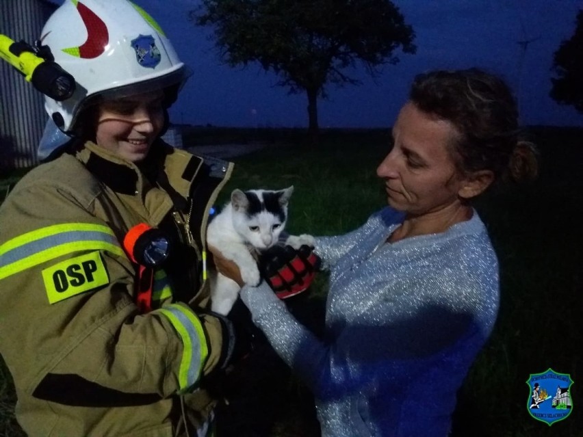 Strażacy pomogli kotu dostać się z powrotem na ziemię