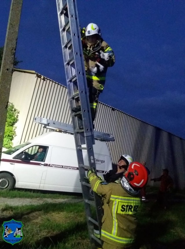 Strażacy pomogli kotu dostać się z powrotem na ziemię