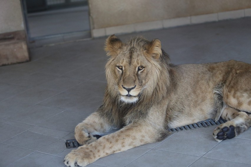 Bolek trafił do śląskiego zoo w 2016 rok. Miał wtedy...