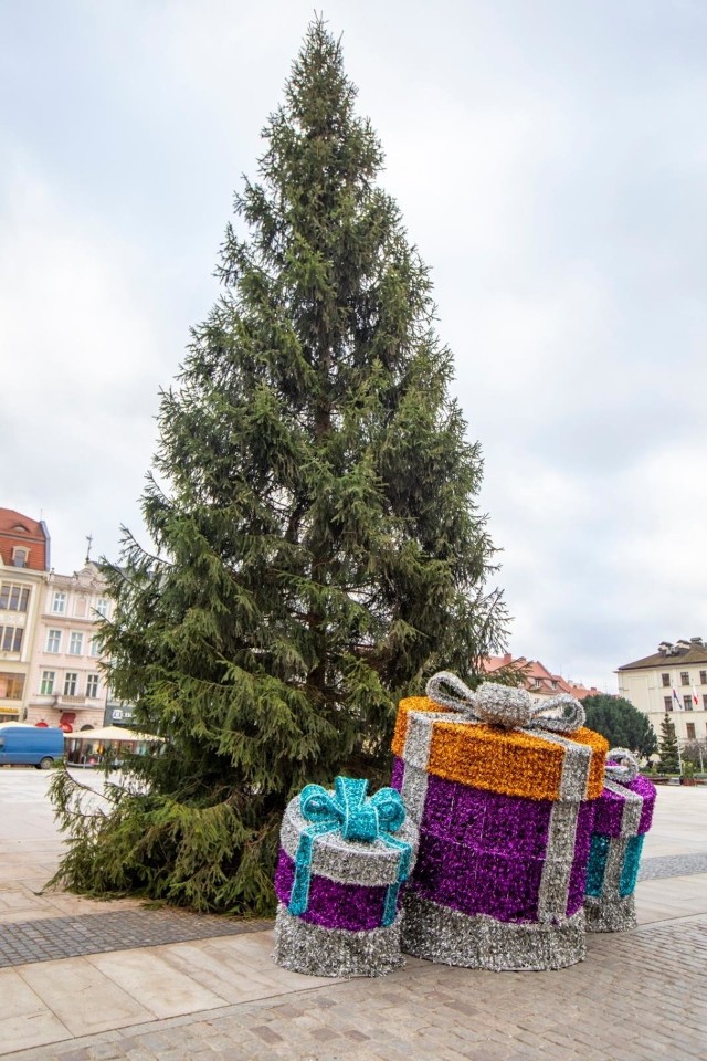 Na razie jeszcze bez bombek i światełek - 18-metrowa choinka już stoi na Starym Rynku. A pod nią pierwsze prezenty