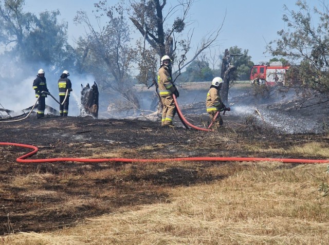 Z ogniem na nieużytkach rolnych w Zbrudzewie walczyło pięć zastępów straży pożarnej.