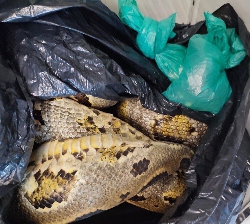 Martwy wąż w lodówce znaleziony w sklepi zoologicznym w...