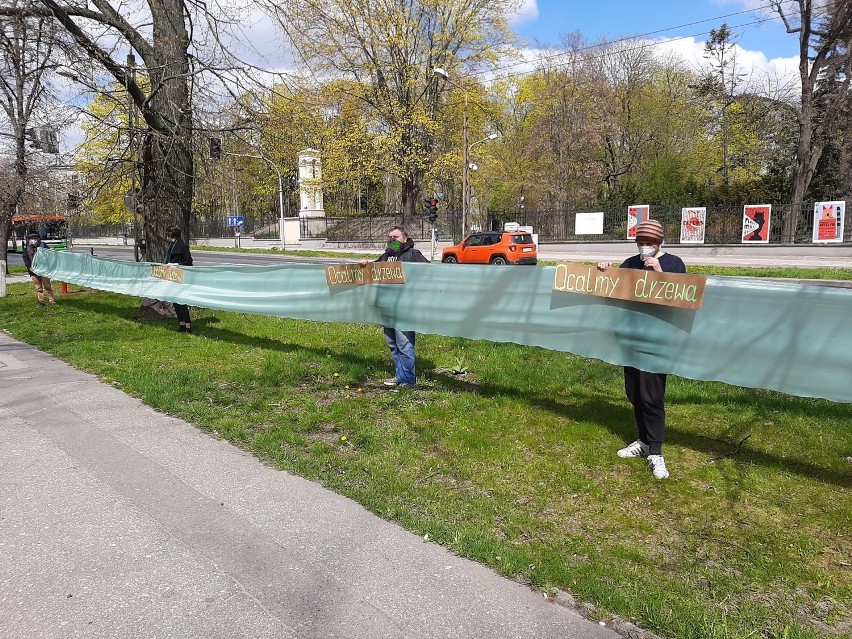 Przebudowa z protestem. Ekolodzy mówią „nie” usuwaniu drzew rosnących przy Racławickich, Poniatowskiego, Lipowej