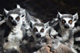 Zrób wyjątkowe zdjęcie, wygraj lot do... Malagi. Fotokonkurs z cennymi nagrodami ogłosiło Zoo Borysew koło Poddębic ZDJĘCIA