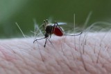 Jak odstraszyć komary? Zobacz domowe sposoby na odstraszanie tych owadów