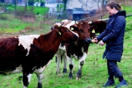 fot. Dariusz Gdesz - Nasze krowy nikomu nie robią krzywdy - zapewnia Małgorzata Weiss, córka hodowcy