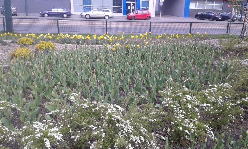 Nasadzenia kwiatów: w Sosnowcu pojawiły się stokrotki [ZDJĘCIA]