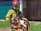Strażacy pomogli młodemu bocianowi, który wypadł z gniazda i nie umiał jeszcze latać