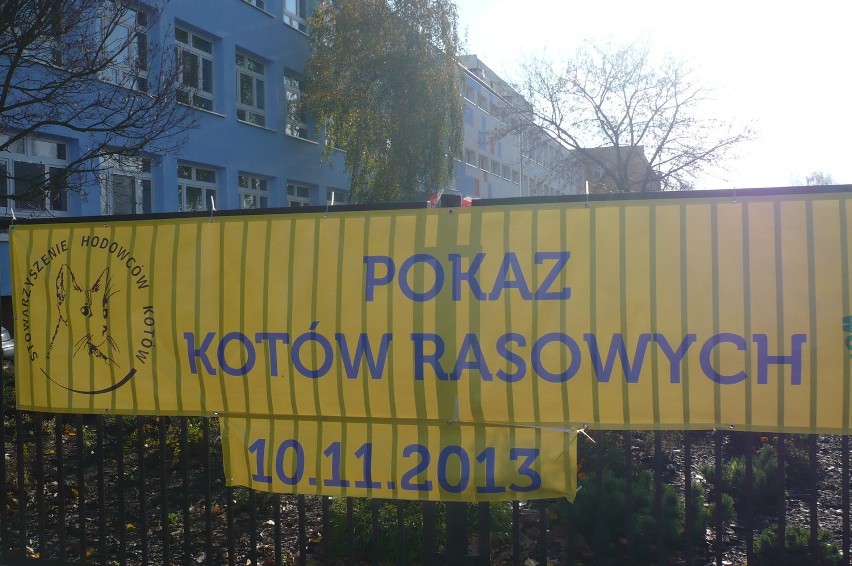 Pokaz kotów rasowych w Płocku