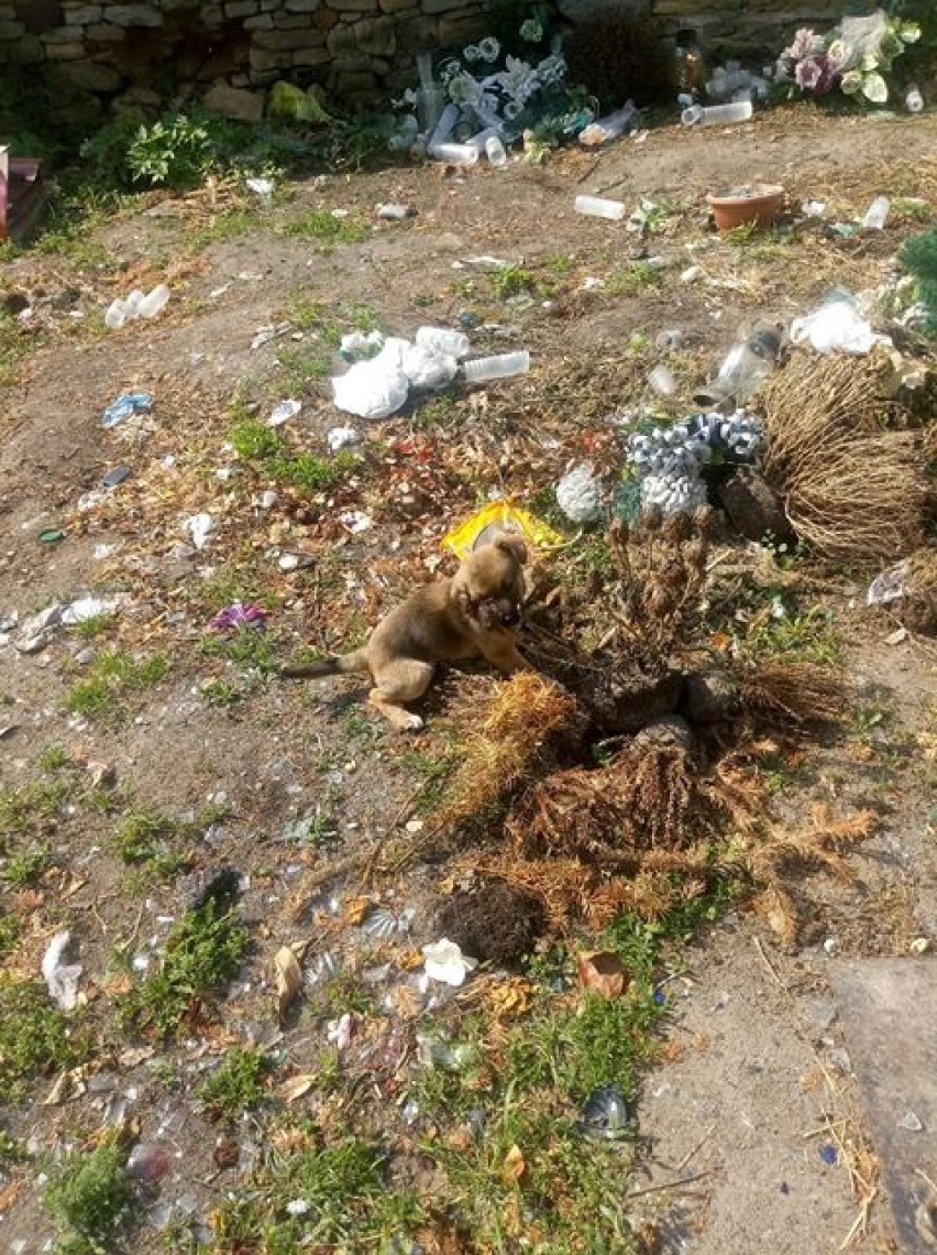 Szczeniak z urazem głowy znaleziony w stercie śmieci na cmentarzu... Sprawa trafi na policję [ZDJĘCIA]