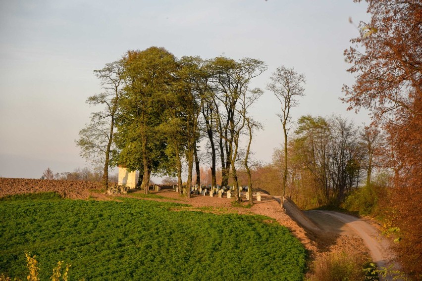Cmentarz wojenny w Drohojowie koło Przemyśla po pierwszy...