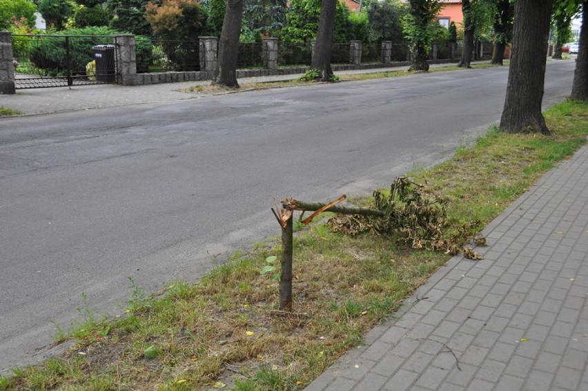 Ścinawa. Szukają wandali, którzy niszczą drzewka