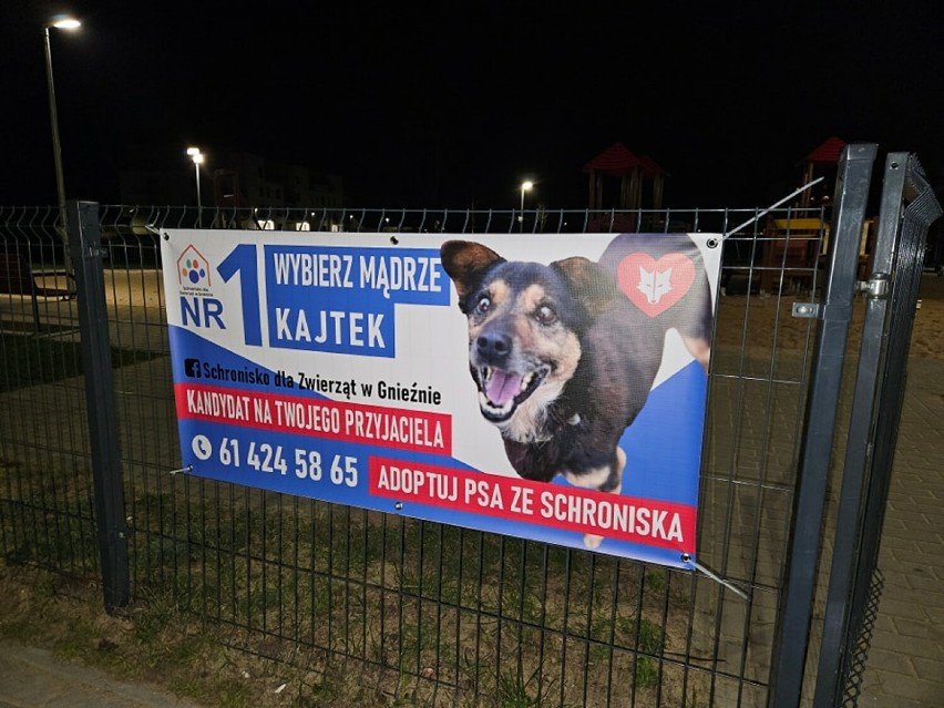 Niezwykła kampania ruszyła w Gnieźnie. Na PSIjaciela kandydują psy i koty ze schroniska