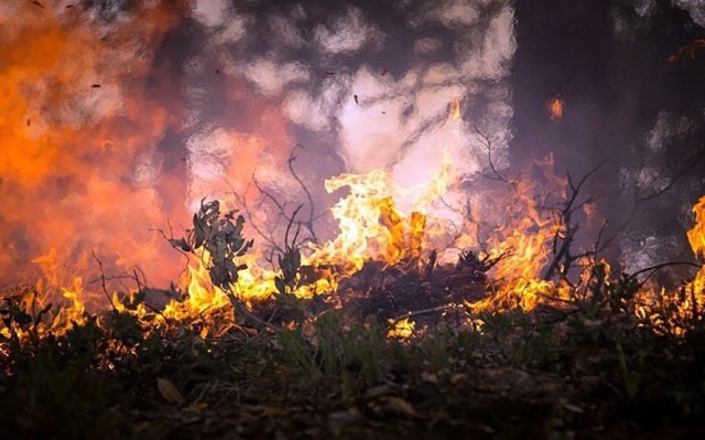 W pobliżu miejscowości Starosiele pali się zboże (zdjęcie ilustracyjne).