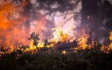 Płonie 10 hektarów zboża miejscowości Starosiedle w powiecie krośnieńskim. Strażacy walczą z ogniem