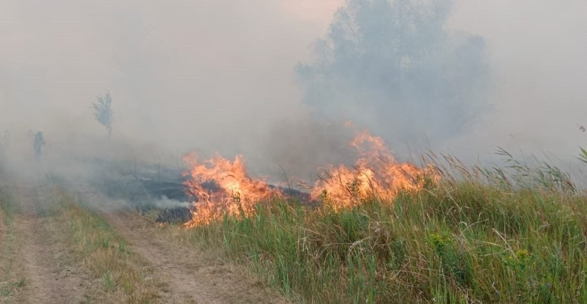 Pożar traw pod Krosnem Odrzańskim.