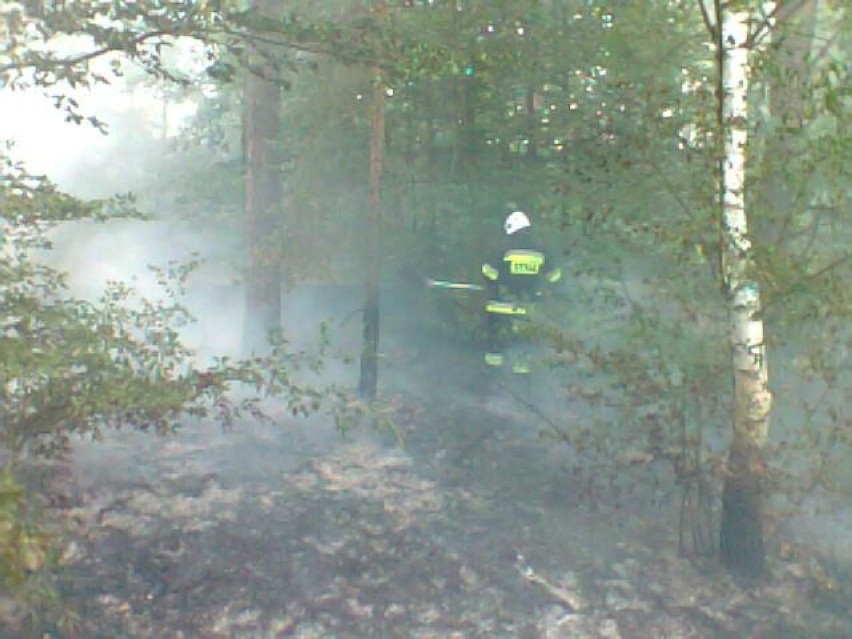 Pożar lasu w miejscowości Lipie Góry