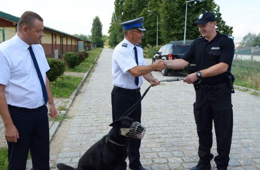 Hejor - owczarek patrolowo-tropiący wrocławskiej policji