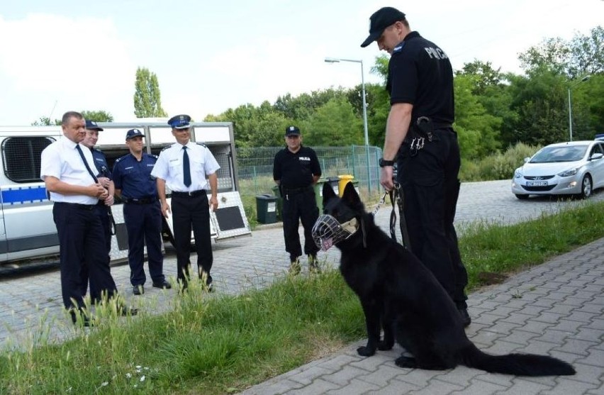 Hejor - owczarek patrolowo-tropiący wrocławskiej policji