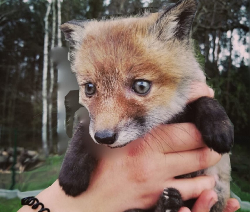 Uratowane młode dzikich zwierząt otrzymały pomoc w osadzie...