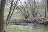 W rzece Pszczynka powyżej zbiornika Łąka są ZŁOTE ALGI! Główny Inspektorat Ochrony Środowiska potwierdza