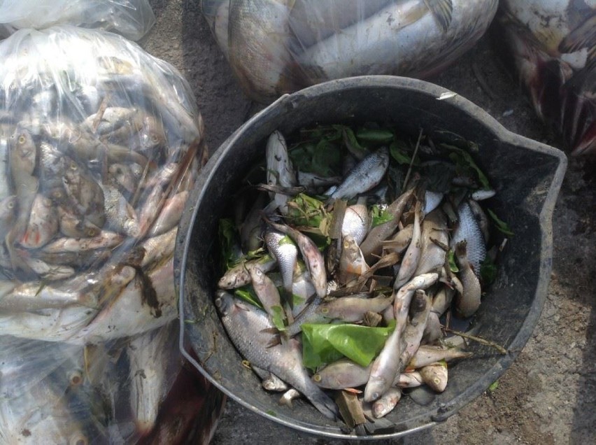Śnięte ryby w rzece Dzierzgoń
