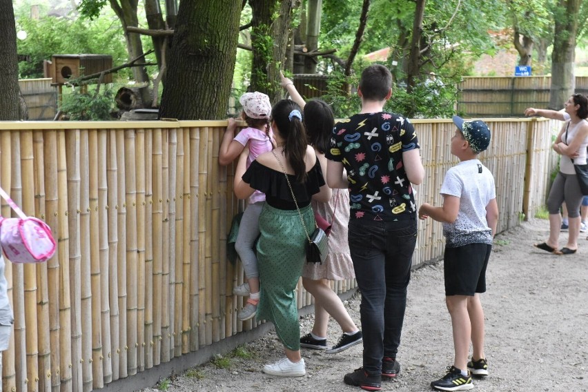 Były konkursy, zabawy a przede wszystkim zwierzęta. W...