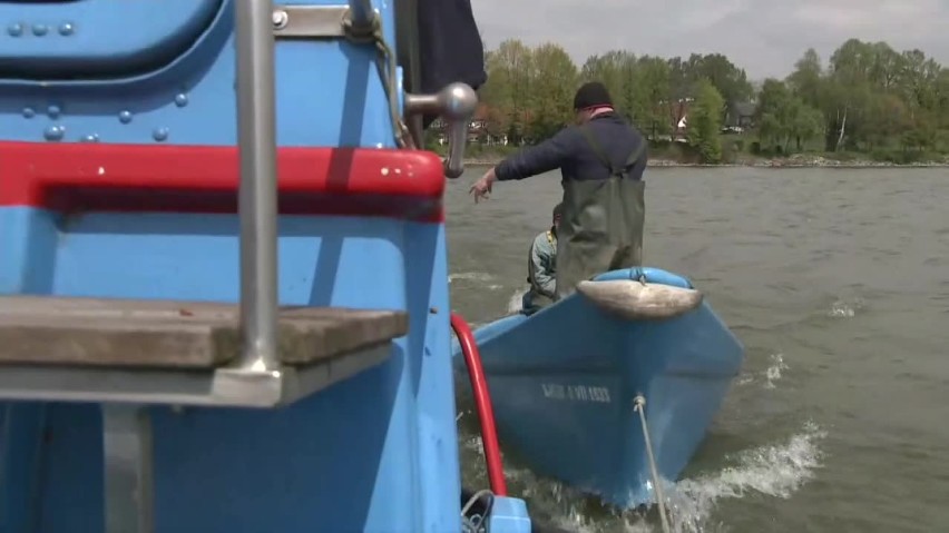 Prawie milion drapieżnych ryb wpuszczono do Jeziora Goczałkowickiego [WIDEO]