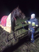 Strażacy uratowali konia, który ugrzązł w błocie 