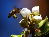 Pszczoła pracuje w pocie czoła. I pozuje Czytelniczce do zdjęć. Nie tylko ona!