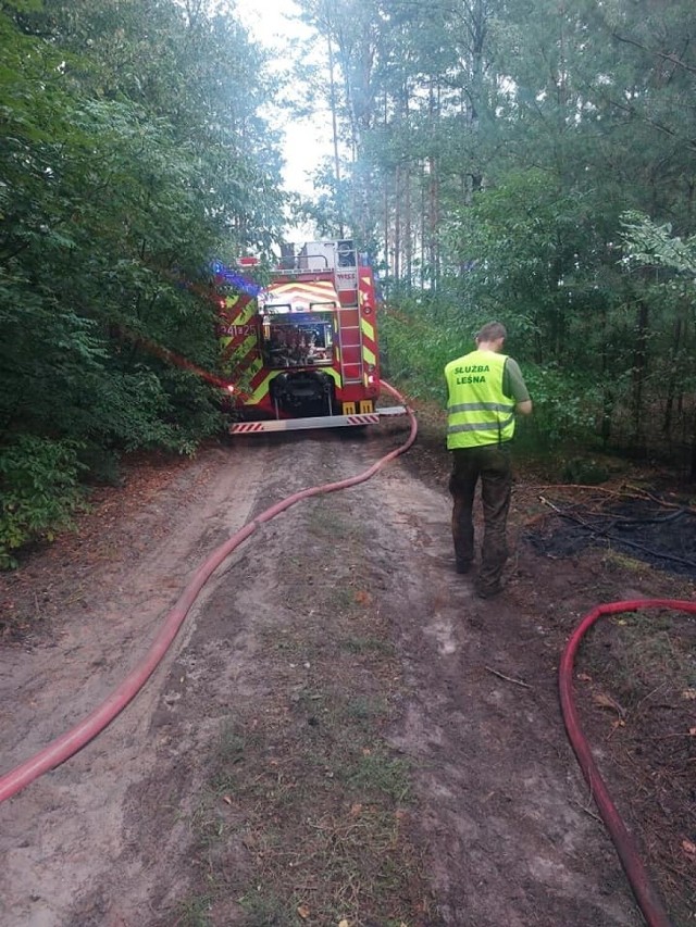 8 września 2022 r. pierwsze wezwanie do pożaru jednocześnie w trzech miejscach lasu w Cierpicach straż pożarna otrzymała o godz. 18.04. Tego samego dnia ok. 21 znów ktoś podłożył ogień w czwartym miejscu lasu w Cierpicach. W akcjach gaśniczych brali udział strażacy z: KM PSP Toruń, JRG 2 Toruń, JRG Inowrocław, OSP Rojewo