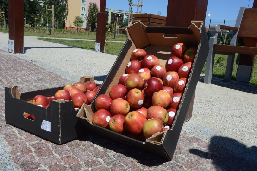 Jabłoniowy Sad w Bełchatowie już otwarty [ZDJĘCIA]