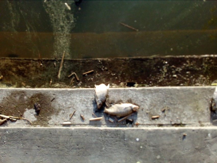 Masa śniętych ryb w Zalewie Zemborzyckim. Co się stało?  ZDJĘCIA