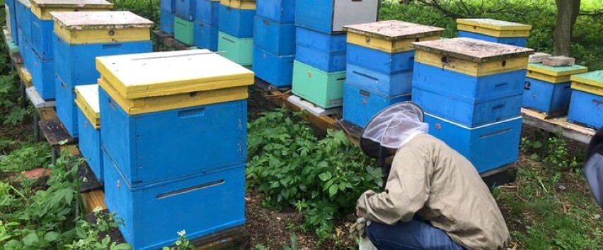 Pod Wągrowcem doszło do zatrucia setek tysięcy pszczół 