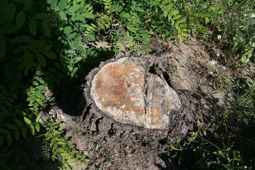 Mieszkańcy Szarych Szeregów w Sycowie oburzeni wycinką tamtejszych drzew