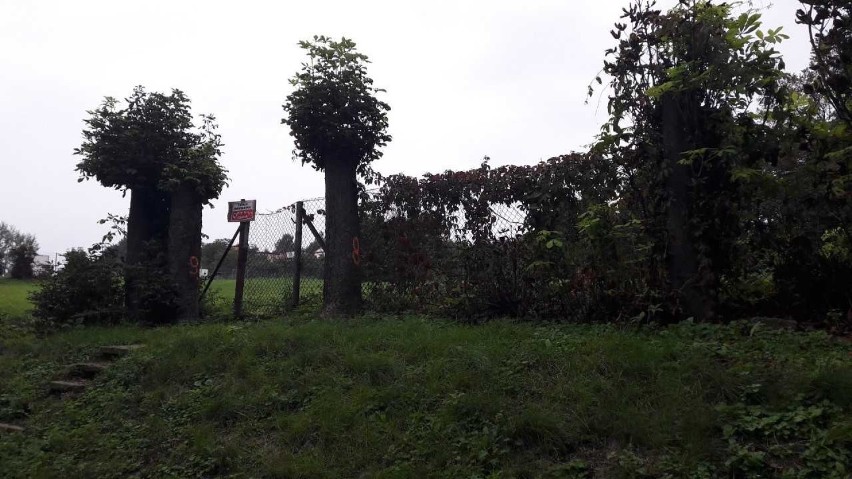 Miasto nałożyło karę za wycinkę drzew przy Katolickim Gimnazjum i Liceum w Sandomierzu