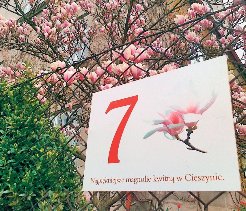 Spacer szlakiem kwitnącej magnolii w Cieszynie od początku...