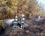 Starogard Gdański. Strażacy walczą z pożarami traw ZDJĘCIA